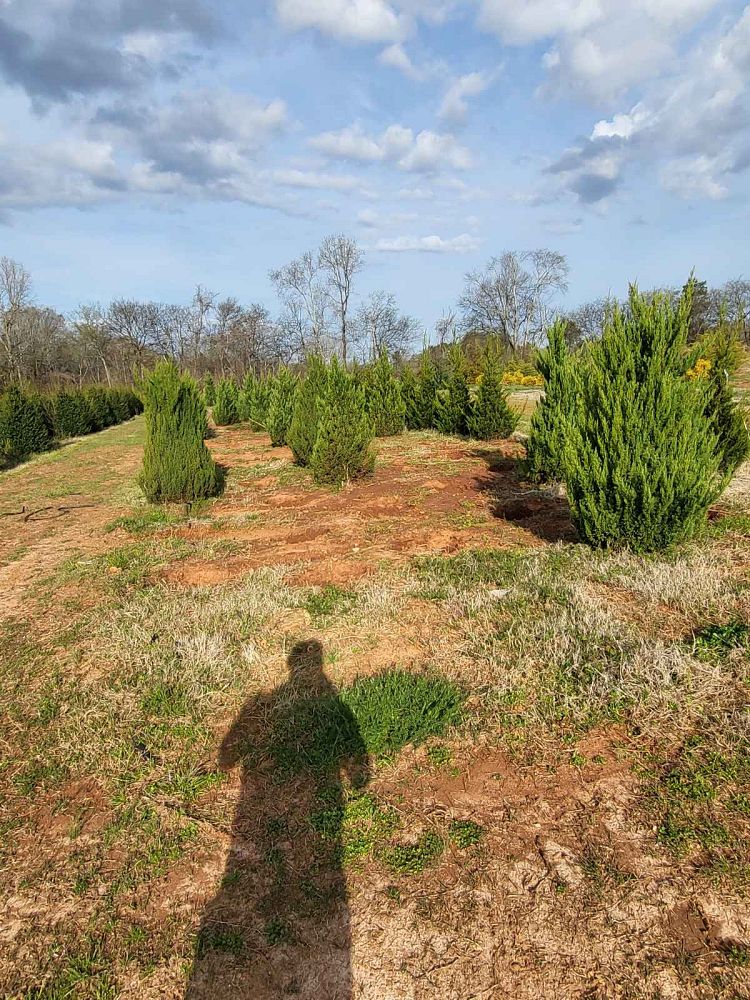 juniperus-chinensis-blue-point-chinese-juniper