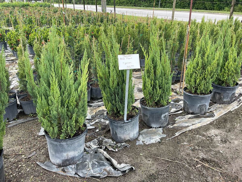 juniperus-chinensis-blue-point-chinese-juniper