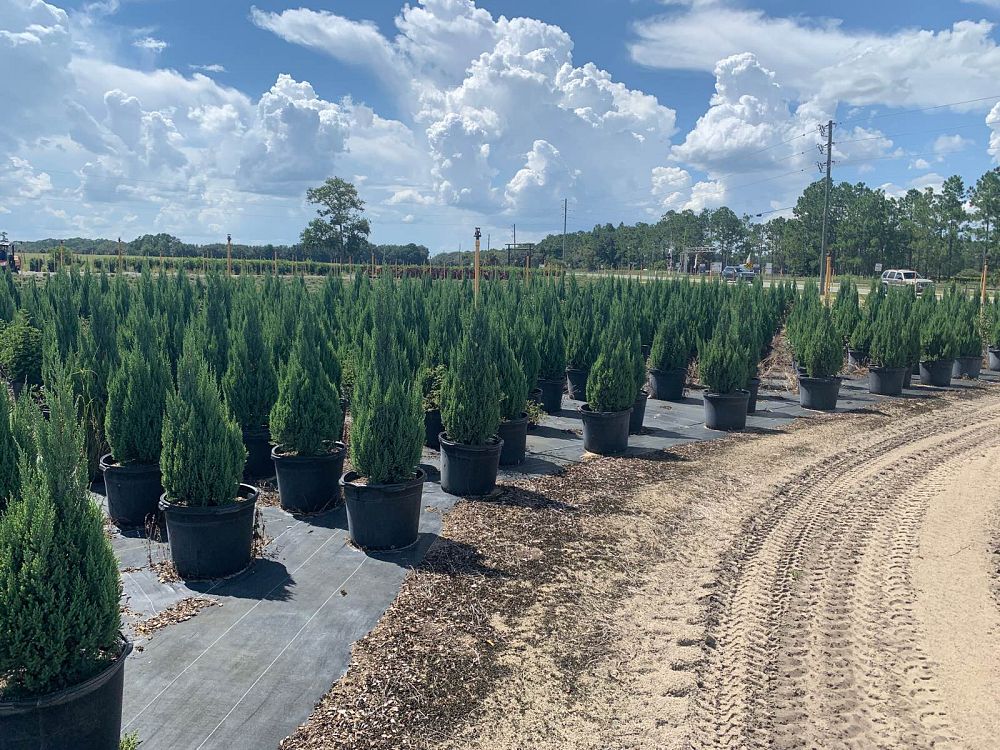 juniperus-chinensis-blue-point-chinese-juniper