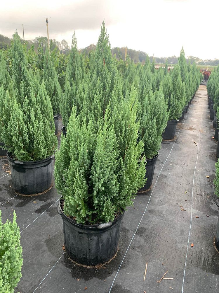juniperus-chinensis-blue-point-chinese-juniper