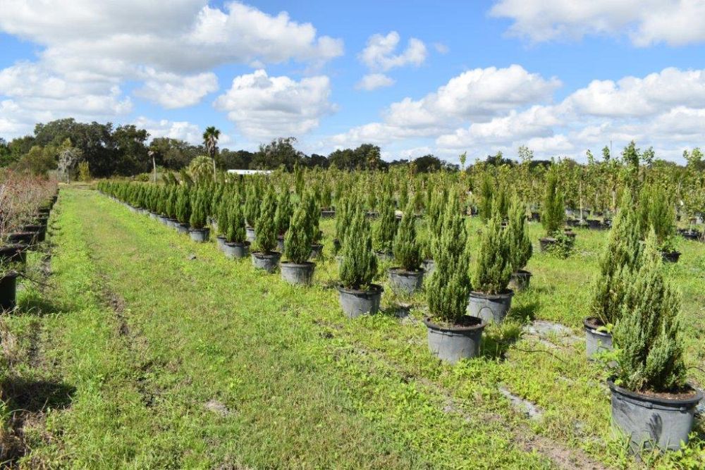 juniperus-chinensis-blue-point-chinese-juniper
