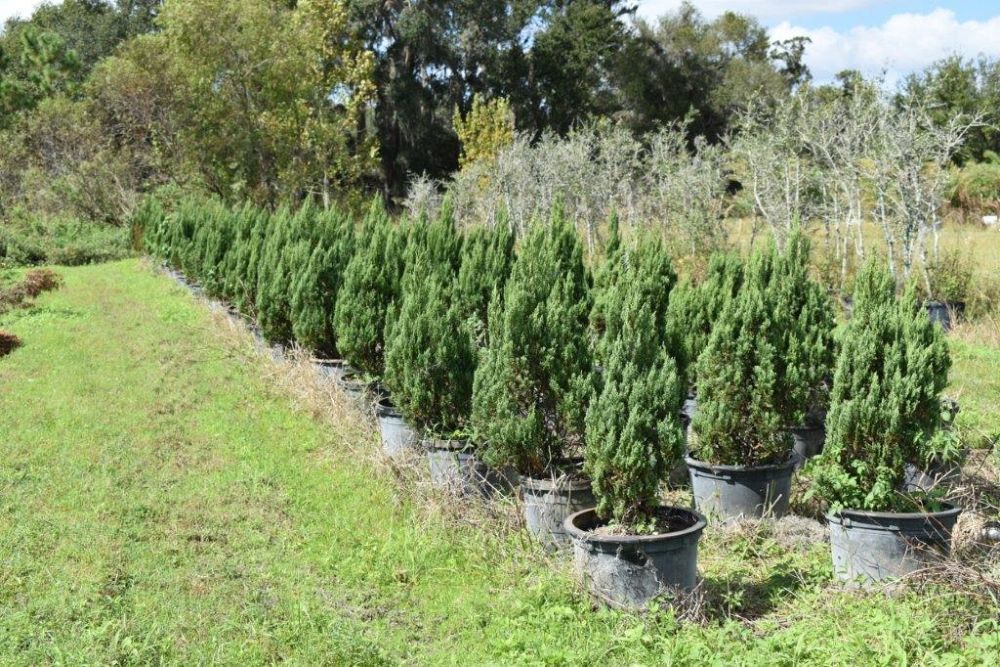 juniperus-chinensis-blue-point-chinese-juniper