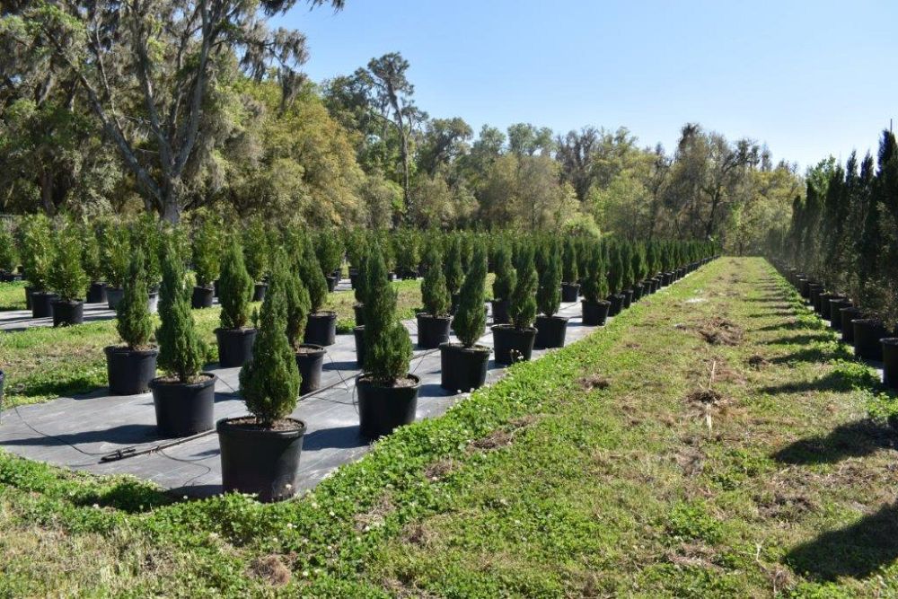 juniperus-chinensis-blue-point-chinese-juniper