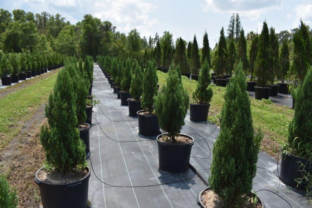 juniperus-chinensis-blue-point-chinese-juniper