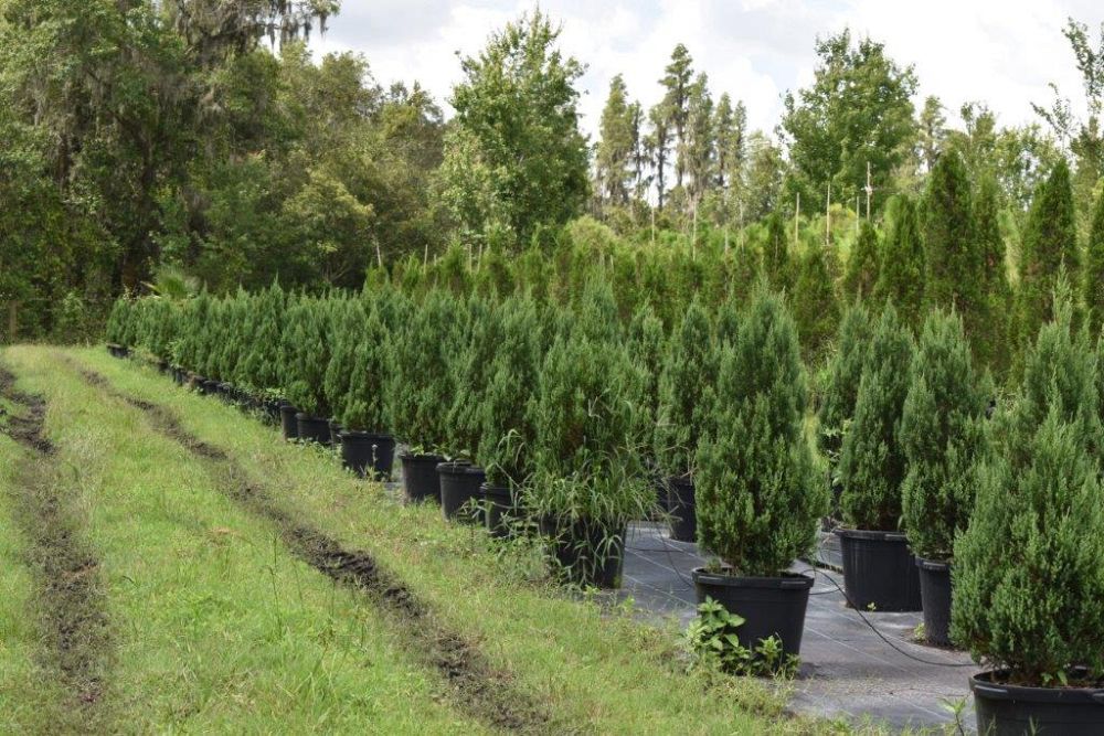 juniperus-chinensis-blue-point-chinese-juniper
