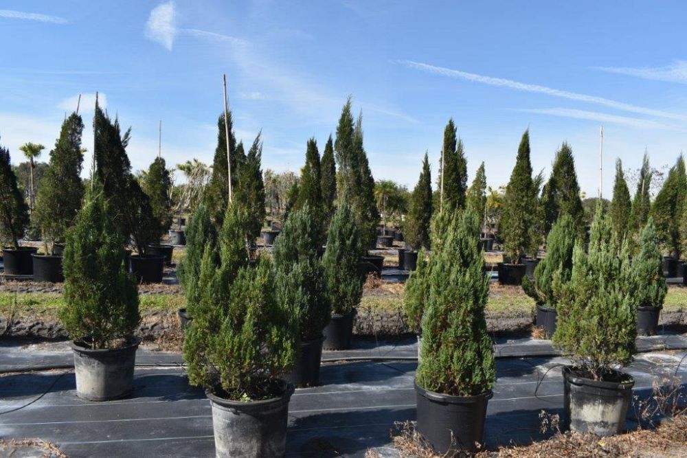 juniperus-chinensis-blue-point-chinese-juniper