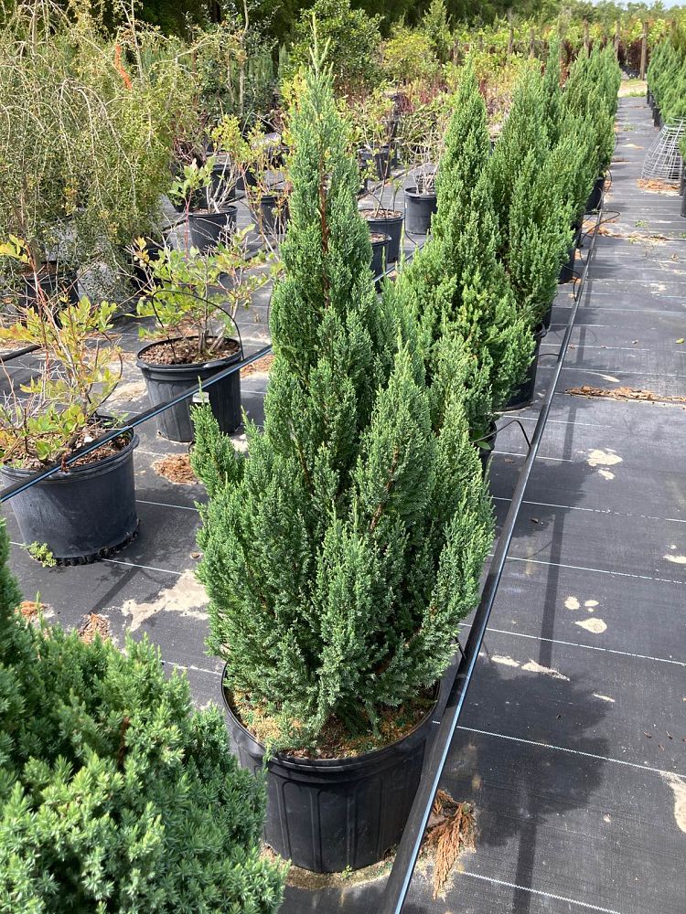 juniperus-chinensis-blue-point-chinese-juniper