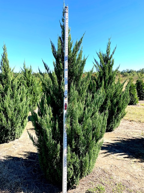 juniperus-chinensis-blue-point-chinese-juniper