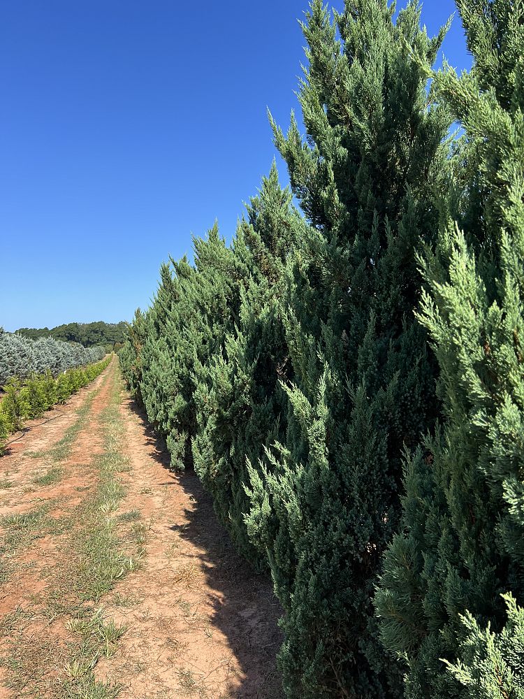 juniperus-chinensis-blue-point-chinese-juniper