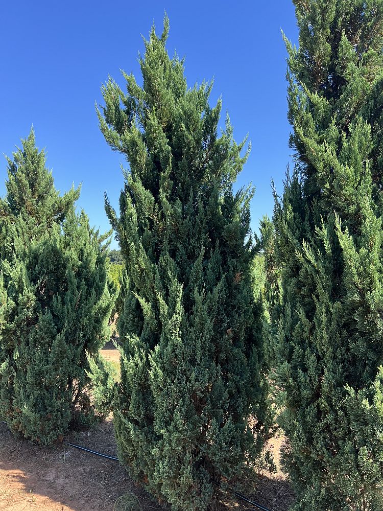 juniperus-chinensis-blue-point-chinese-juniper