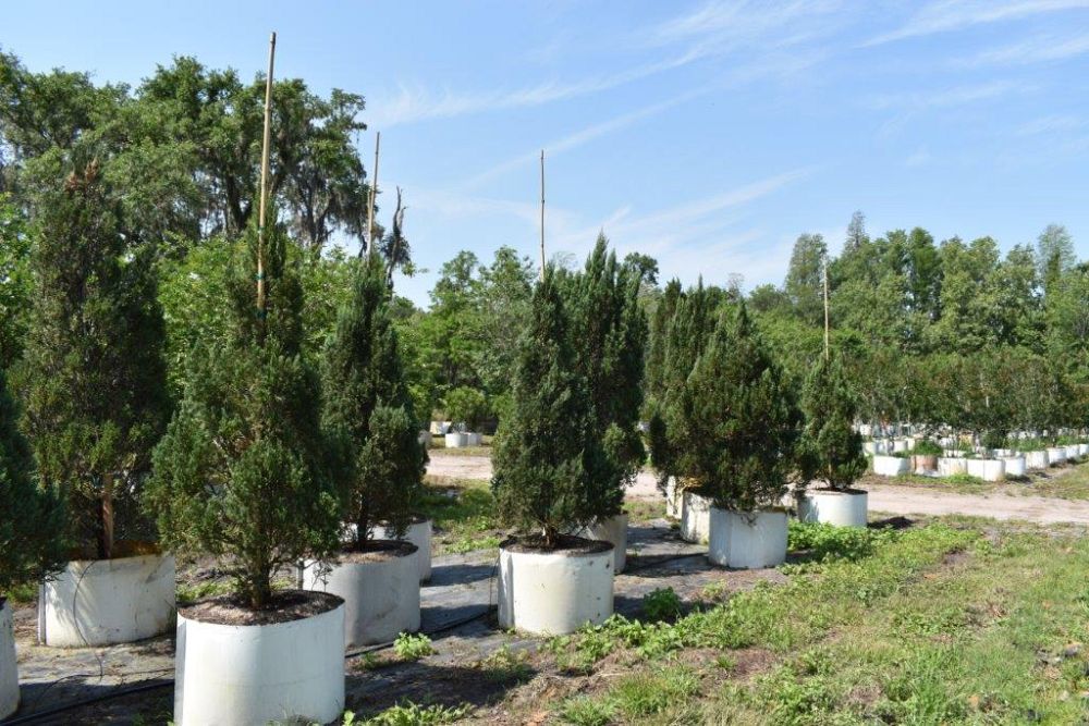 juniperus-chinensis-blue-point-chinese-juniper