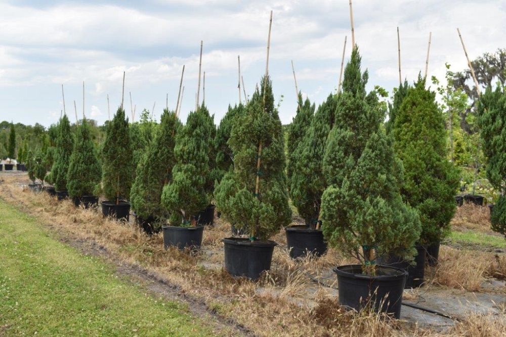 juniperus-chinensis-blue-point-chinese-juniper