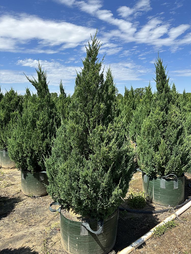 juniperus-chinensis-blue-point-chinese-juniper