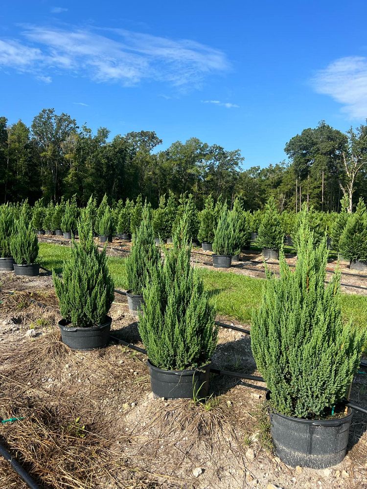 juniperus-chinensis-blue-point-chinese-juniper