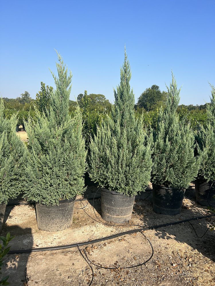 juniperus-chinensis-blue-point-chinese-juniper