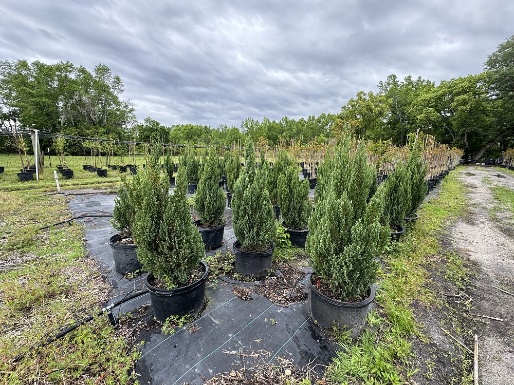 juniperus-chinensis-blue-point-chinese-juniper