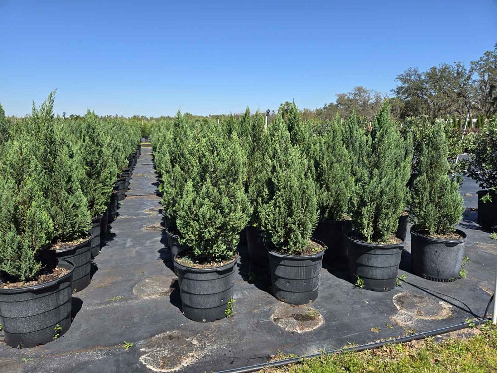 juniperus-chinensis-blue-point-chinese-juniper
