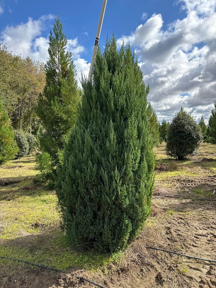 juniperus-chinensis-blue-point-chinese-juniper