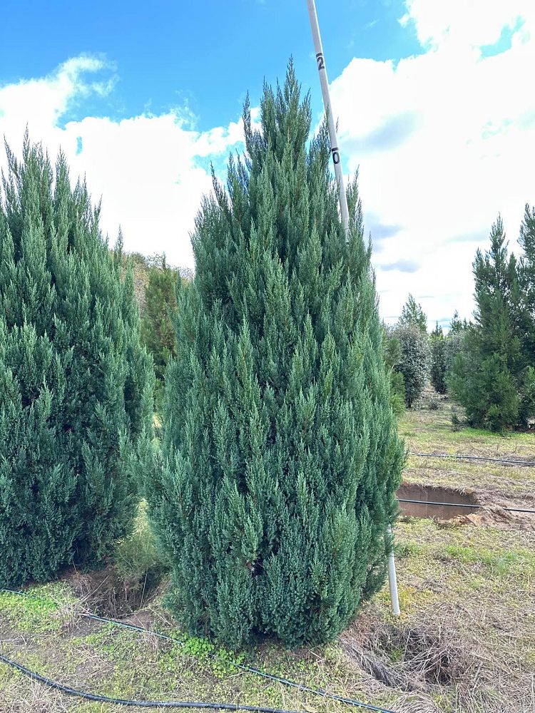 juniperus-chinensis-blue-point-chinese-juniper