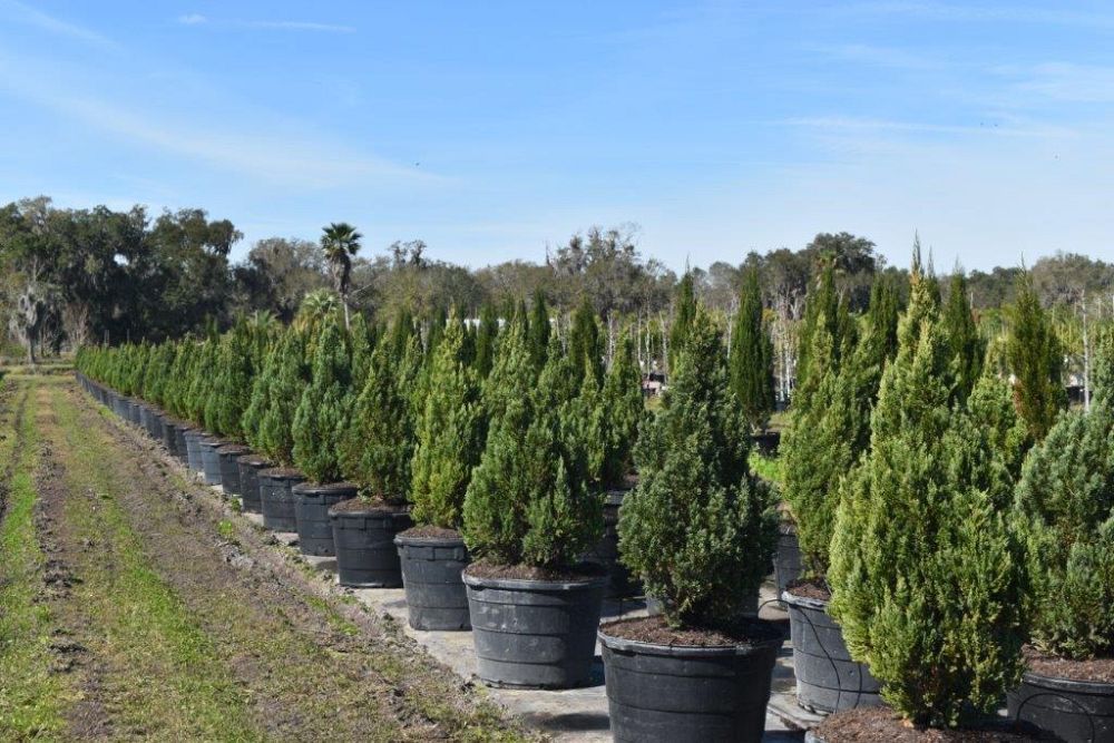 juniperus-chinensis-blue-point-chinese-juniper