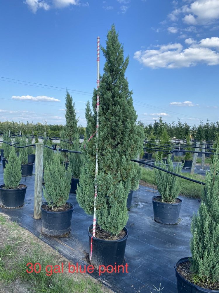 juniperus-chinensis-blue-point-chinese-juniper