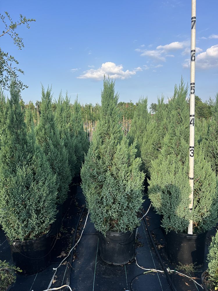 juniperus-chinensis-blue-point-chinese-juniper