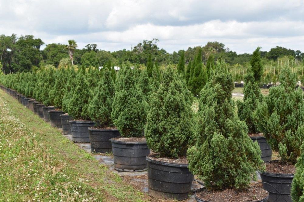 juniperus-chinensis-blue-point-chinese-juniper