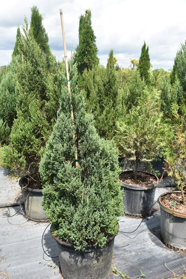juniperus-chinensis-blue-point-chinese-juniper