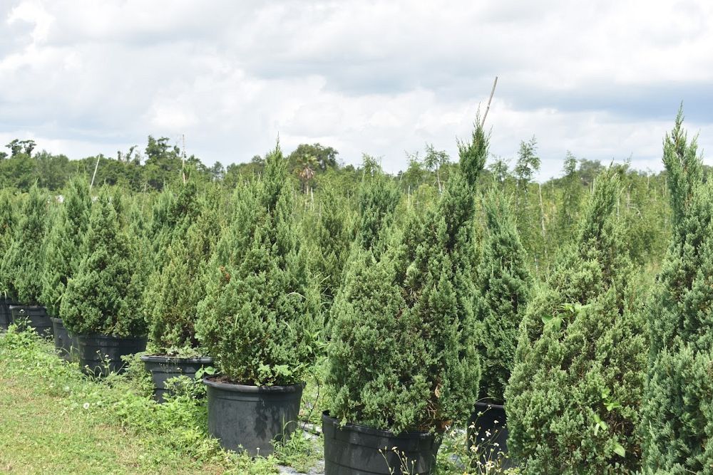 juniperus-chinensis-blue-point-chinese-juniper