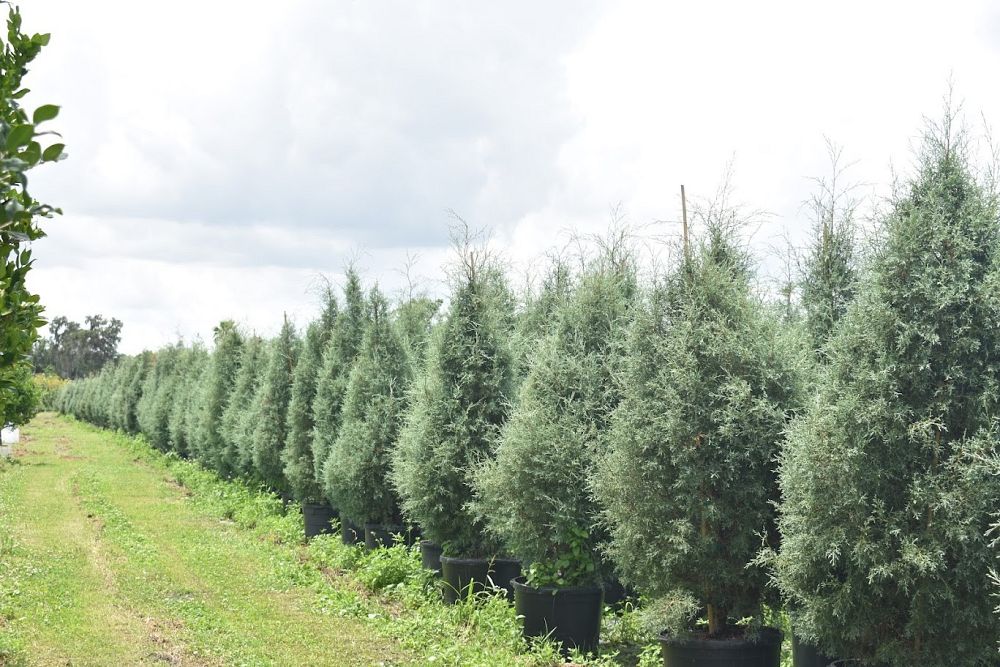 juniperus-chinensis-blue-point-chinese-juniper