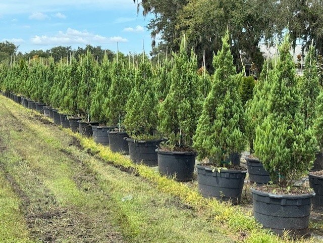 juniperus-chinensis-blue-point-chinese-juniper