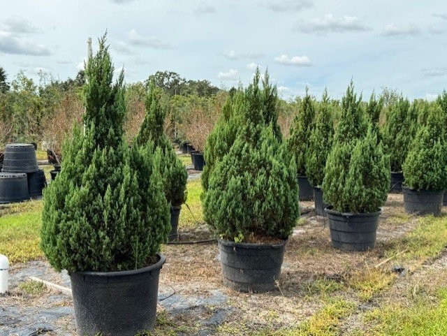 juniperus-chinensis-blue-point-chinese-juniper