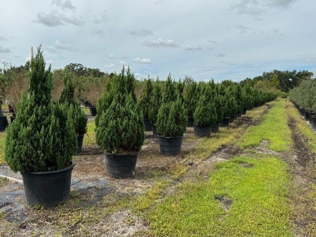 juniperus-chinensis-blue-point-chinese-juniper