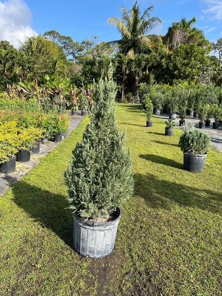 juniperus-chinensis-blue-point-chinese-juniper