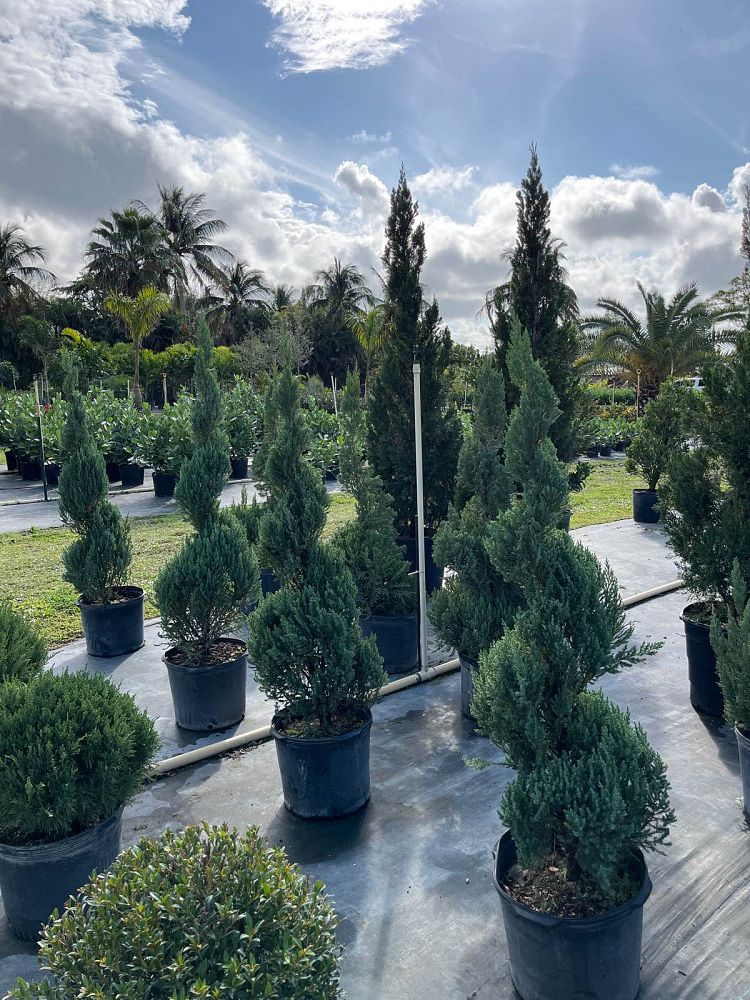 juniperus-chinensis-blue-point-chinese-juniper
