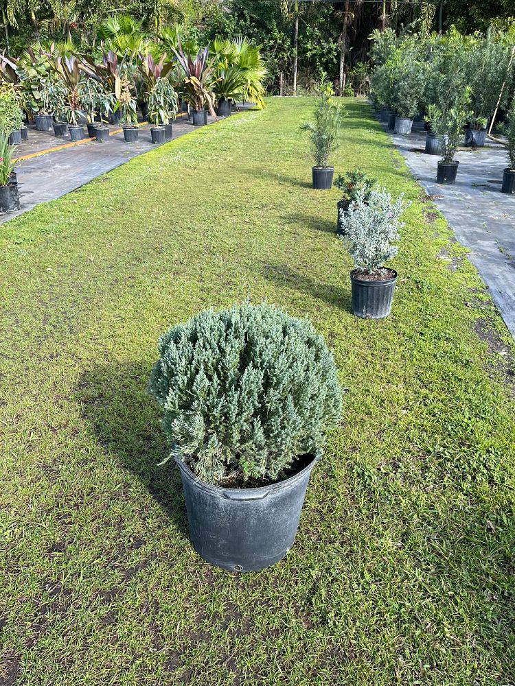 juniperus-chinensis-blue-point-chinese-juniper