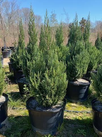 juniperus-chinensis-blue-point-chinese-juniper