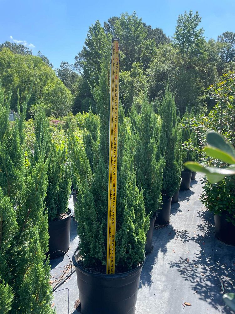juniperus-chinensis-blue-point-chinese-juniper