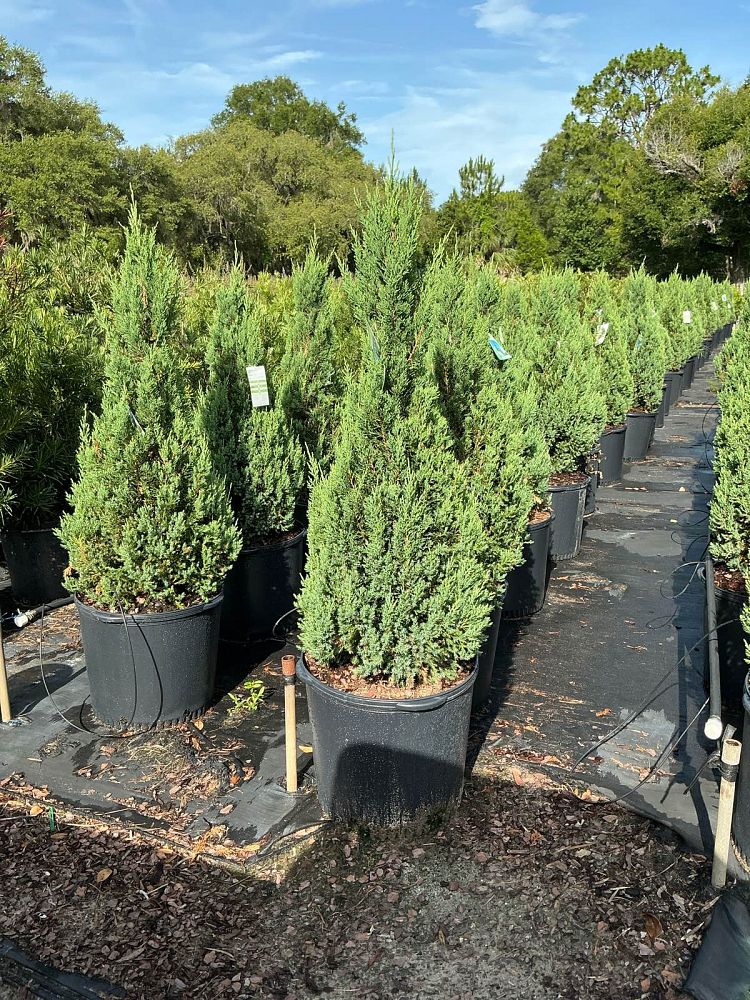 juniperus-chinensis-blue-point-chinese-juniper