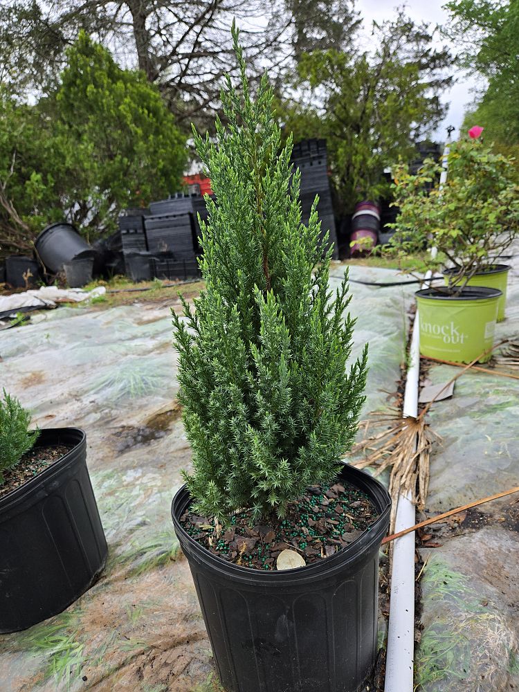 juniperus-chinensis-blue-point-chinese-juniper