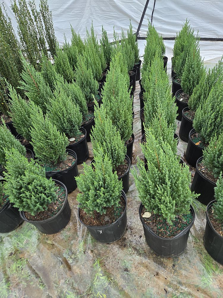 juniperus-chinensis-blue-point-chinese-juniper