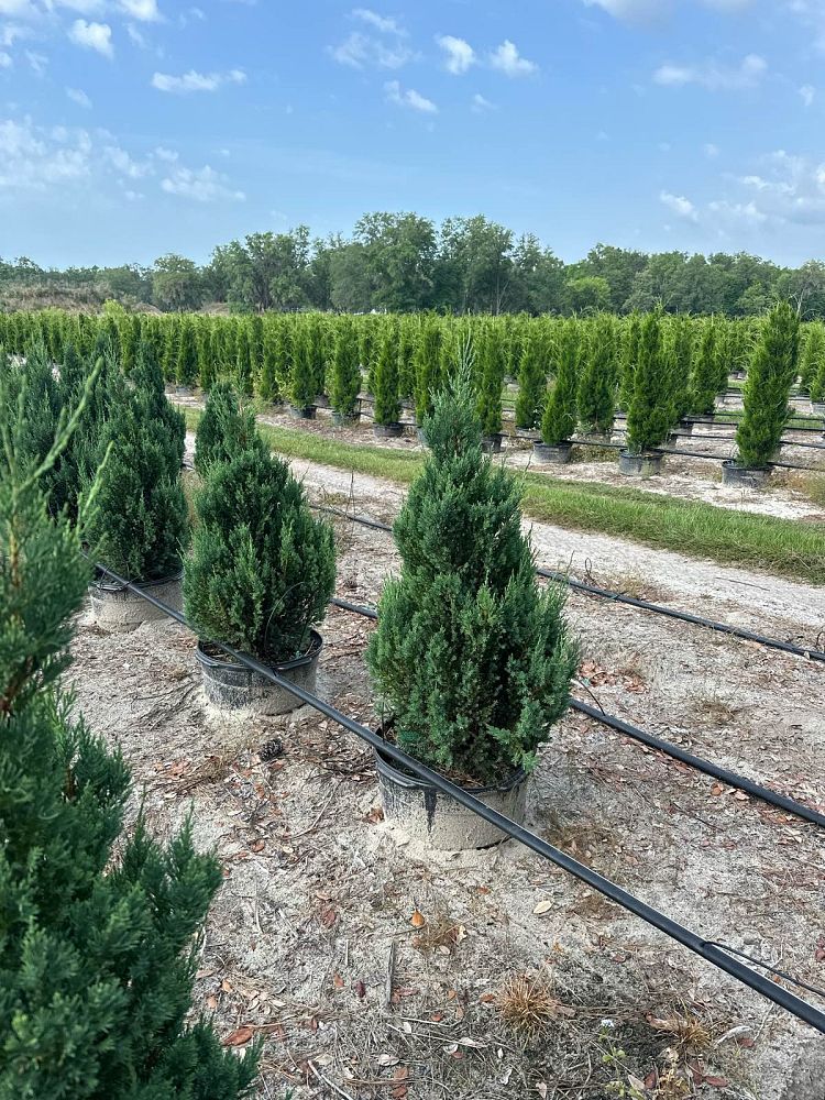 juniperus-chinensis-blue-point-chinese-juniper
