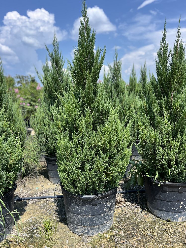 juniperus-chinensis-blue-point-chinese-juniper