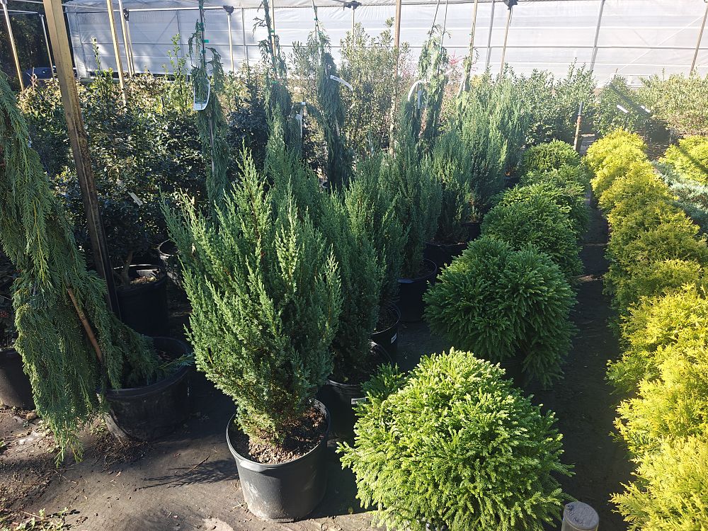 juniperus-chinensis-blue-point-chinese-juniper