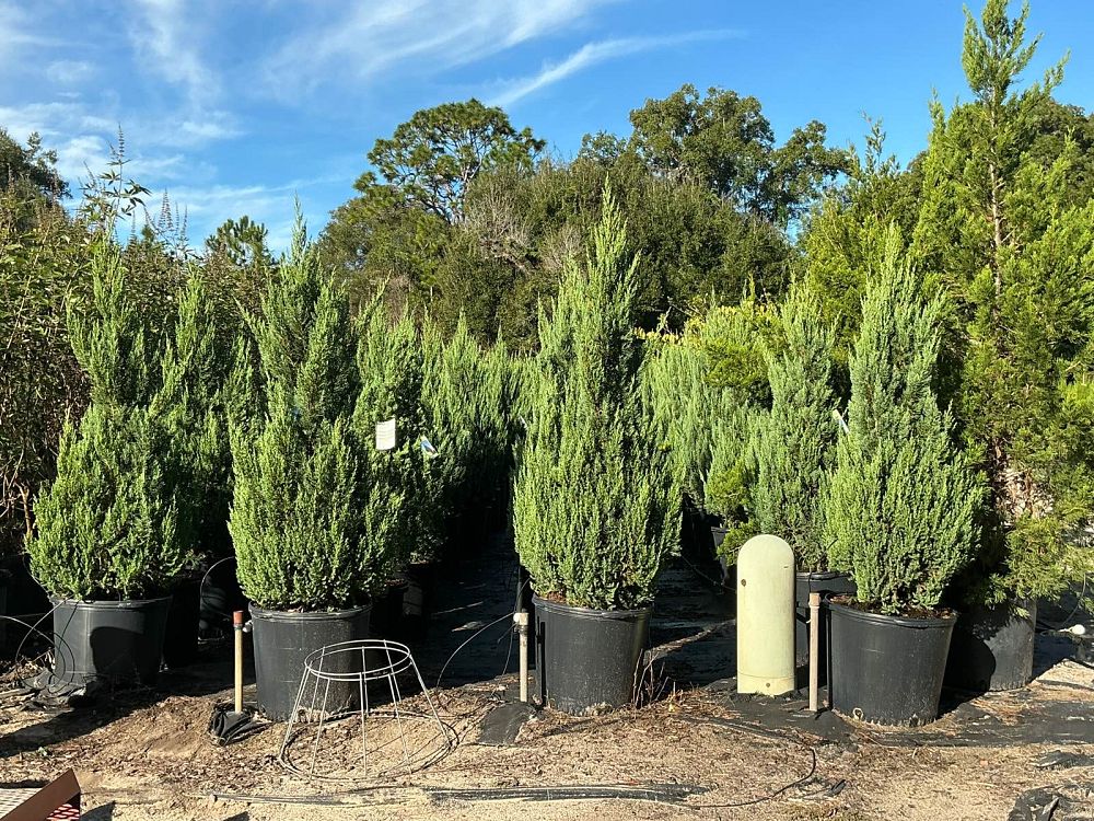 juniperus-chinensis-blue-point-chinese-juniper