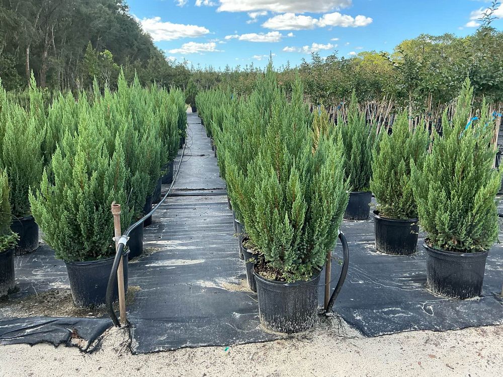 juniperus-chinensis-blue-point-chinese-juniper