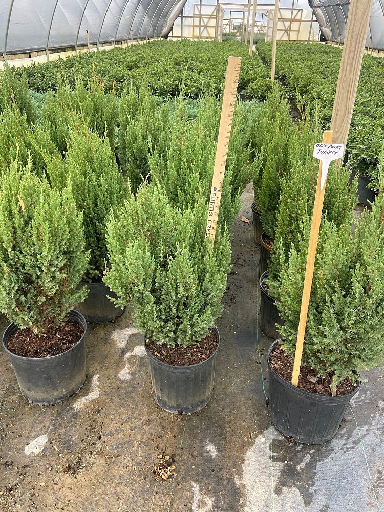 juniperus-chinensis-blue-point-chinese-juniper