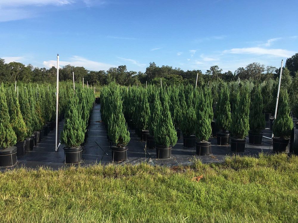 juniperus-chinensis-blue-point-topiary-chinese-juniper