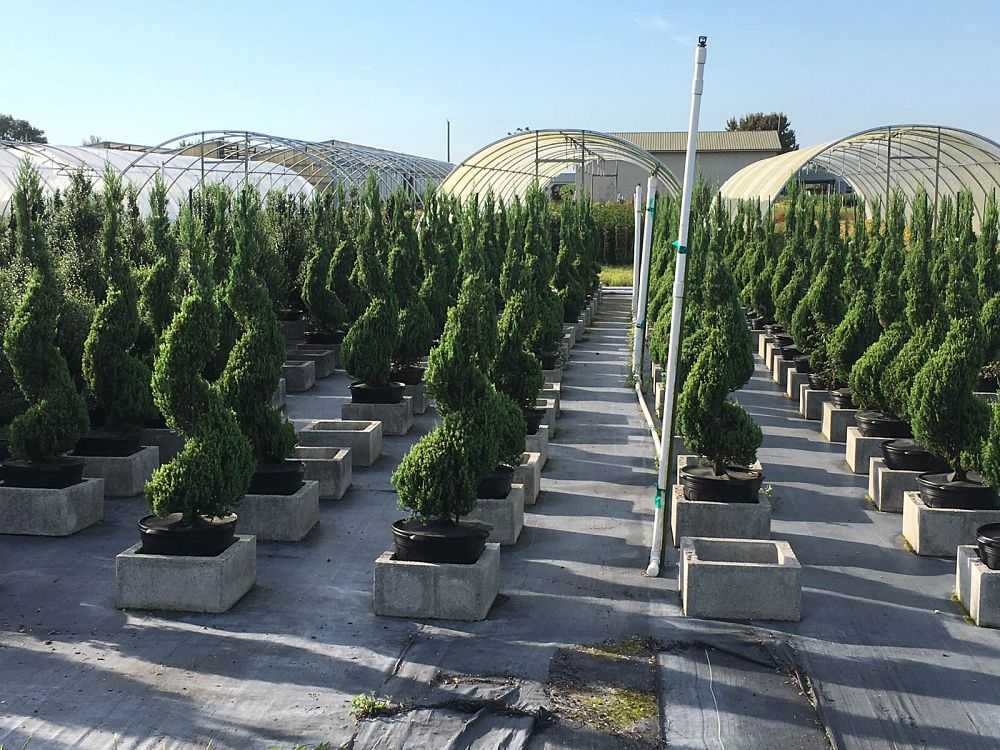 juniperus-chinensis-blue-point-topiary-chinese-juniper