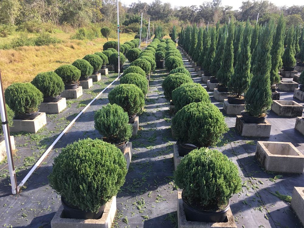 juniperus-chinensis-blue-point-topiary-chinese-juniper